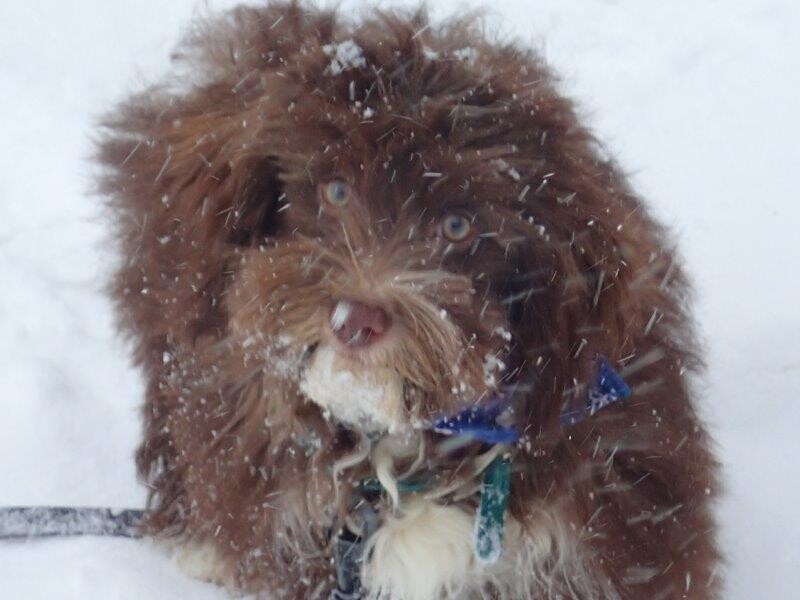 Bichon Havanais Chocolat dans la neige