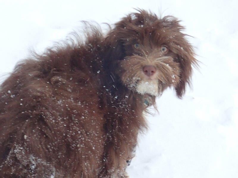 Bichon Havanais Chocolat dans la neige