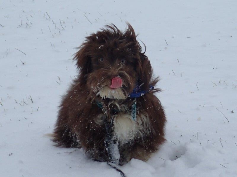 Bichon Havanais Chocolat dans la neige