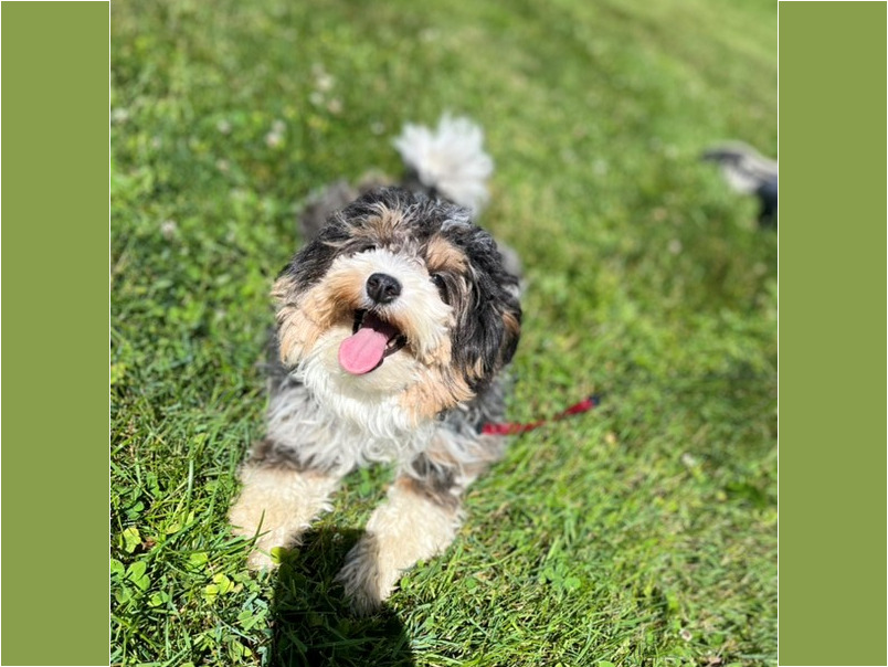 Havapoo tricolore dans l'herbe