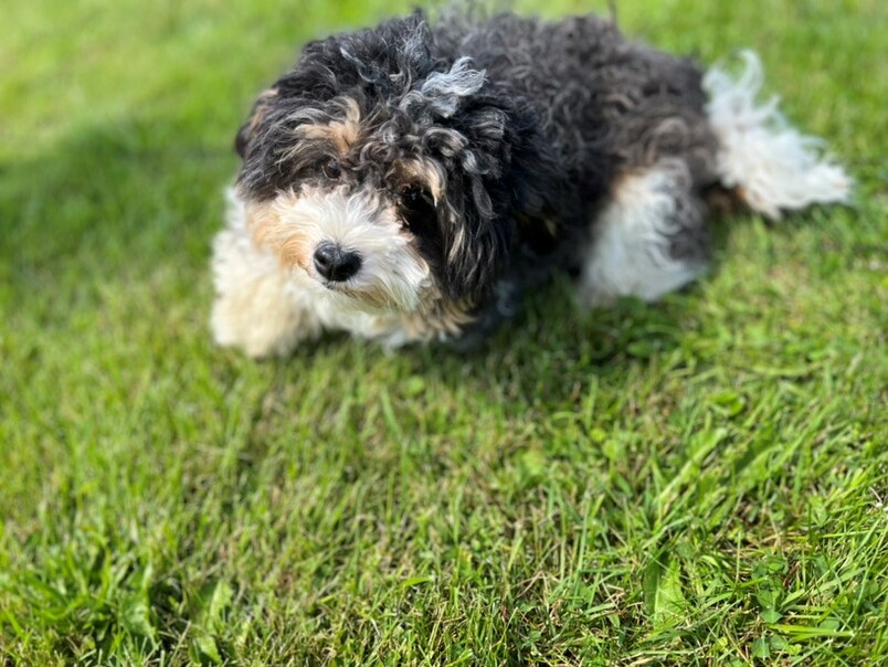 Havapoo tricolore dans l'herbe