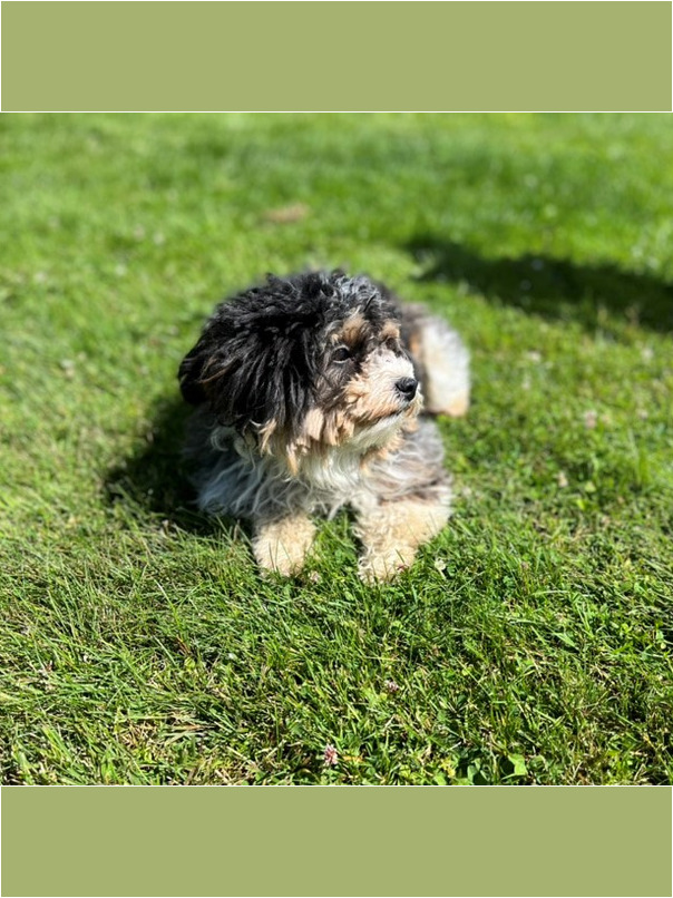 Havapoo tricolore dans l'herbe