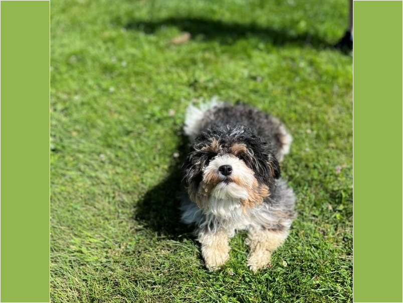 Havapoo tricolore dans l'herbe