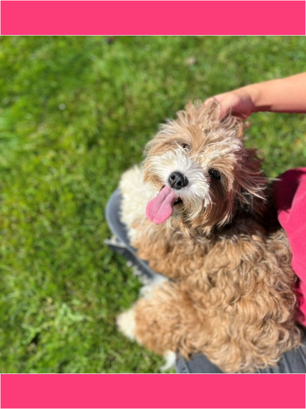 Havapoo roux et blanc dans l'herbe