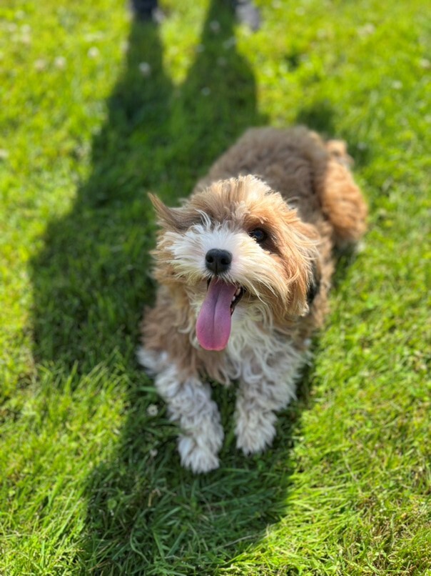 Havapoo roux et blanc dans l'herbe