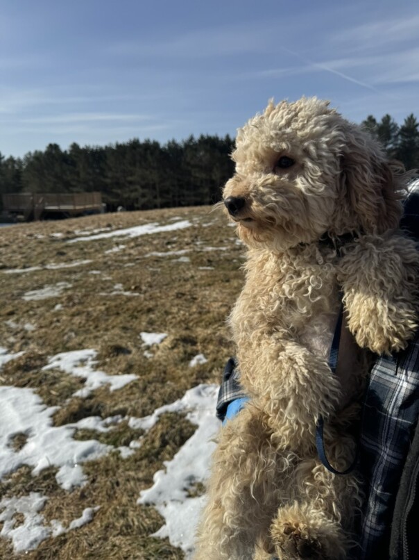 Cockapoo blonde dans l'herbe