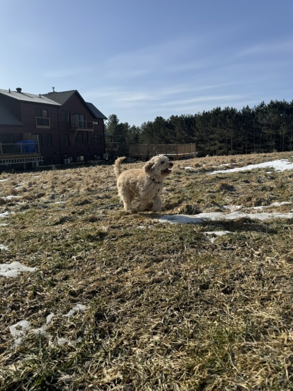 Cockapoo blonde dans l'herbe