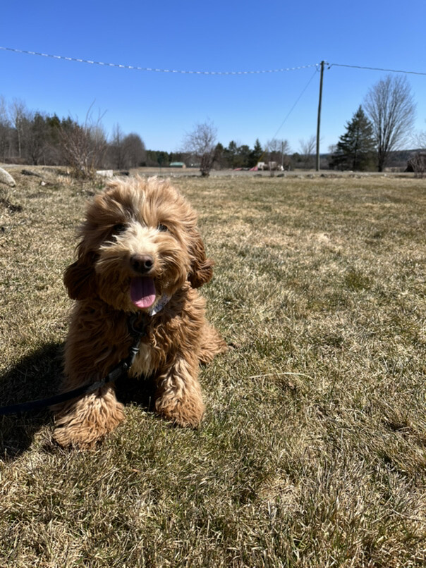 Cockapoo roux dans l'herbe