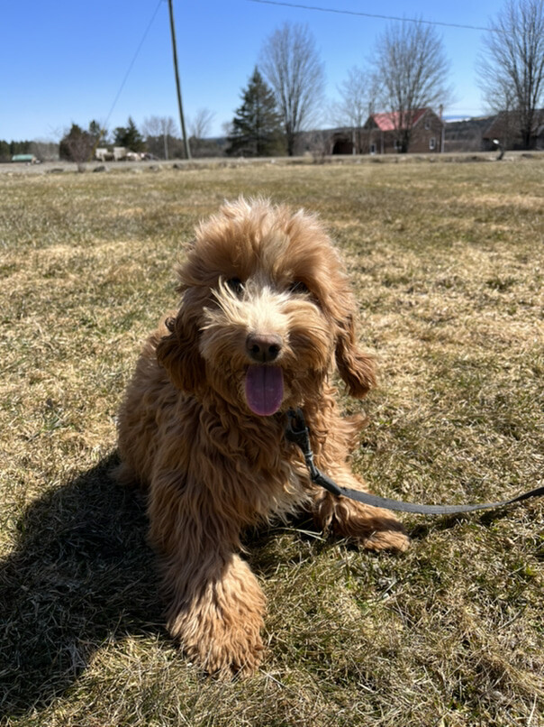 Cockapoo roux dans l'herbe