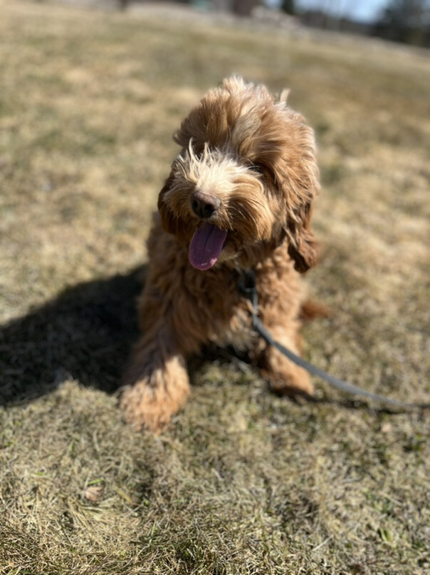 Cockapoo roux dans l'herbe