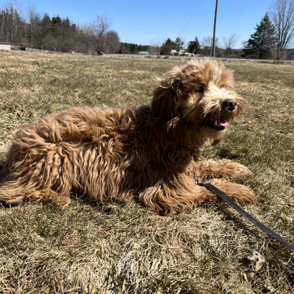 Cockapoo roux dans l'herbe