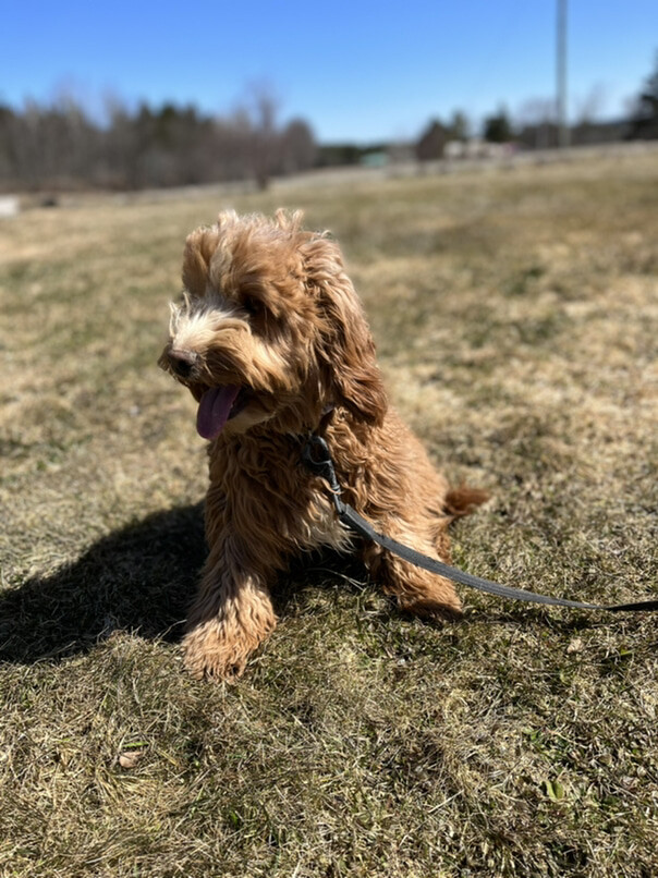 Cockapoo roux dans l'herbe
