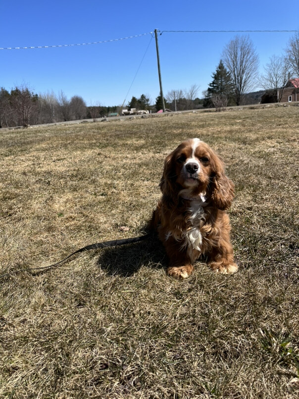Cocker Roux dans l'herbe