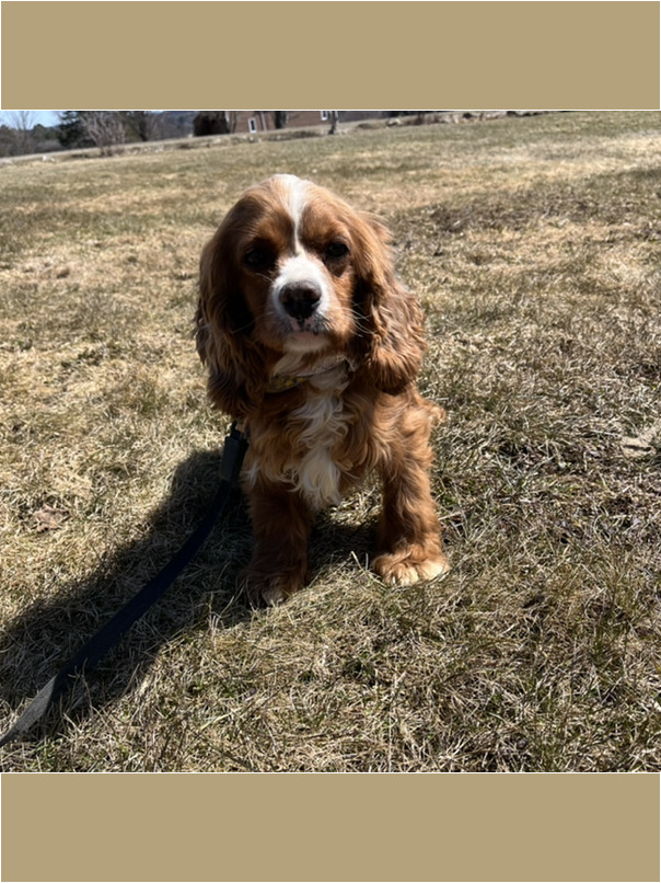 Cocker Roux dans l'herbe
