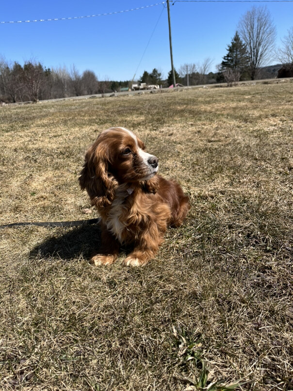 Cocker Roux dans l'herbe