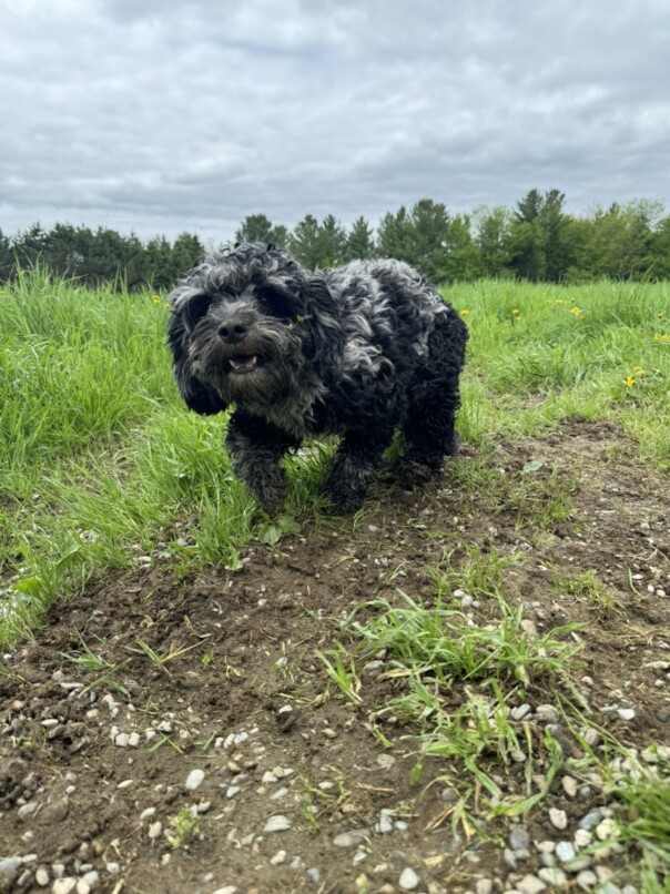 Cockapoo merle dans l'herbe