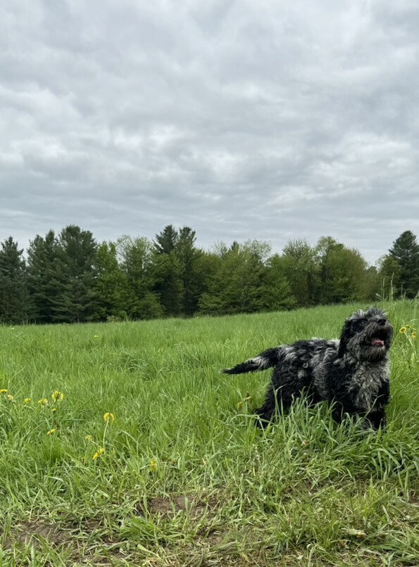 Cockapoo merle dans l'herbe