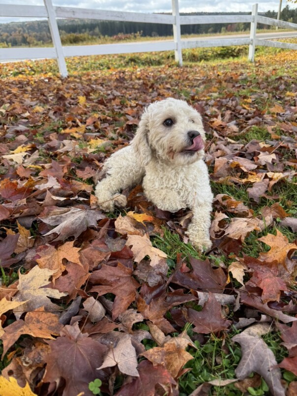 Cockapoo blonde dans les feuilles d'automne