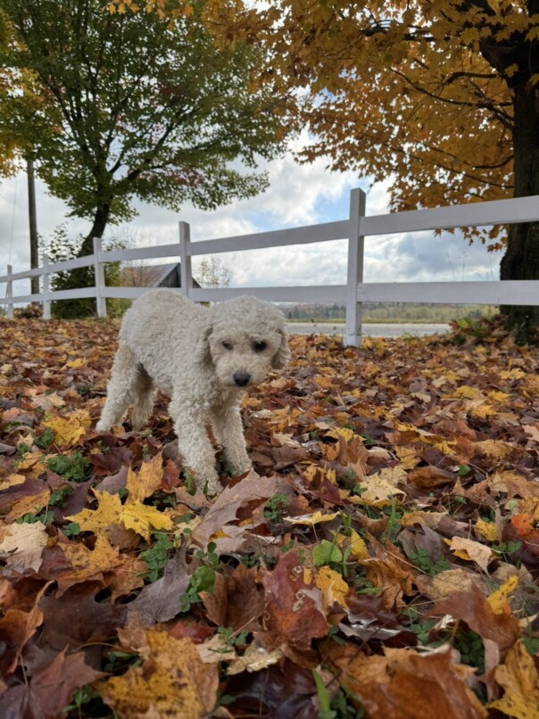 Cockapoo roux dans la forest