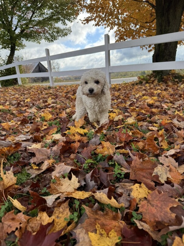 Cockapoo roux dans la forest