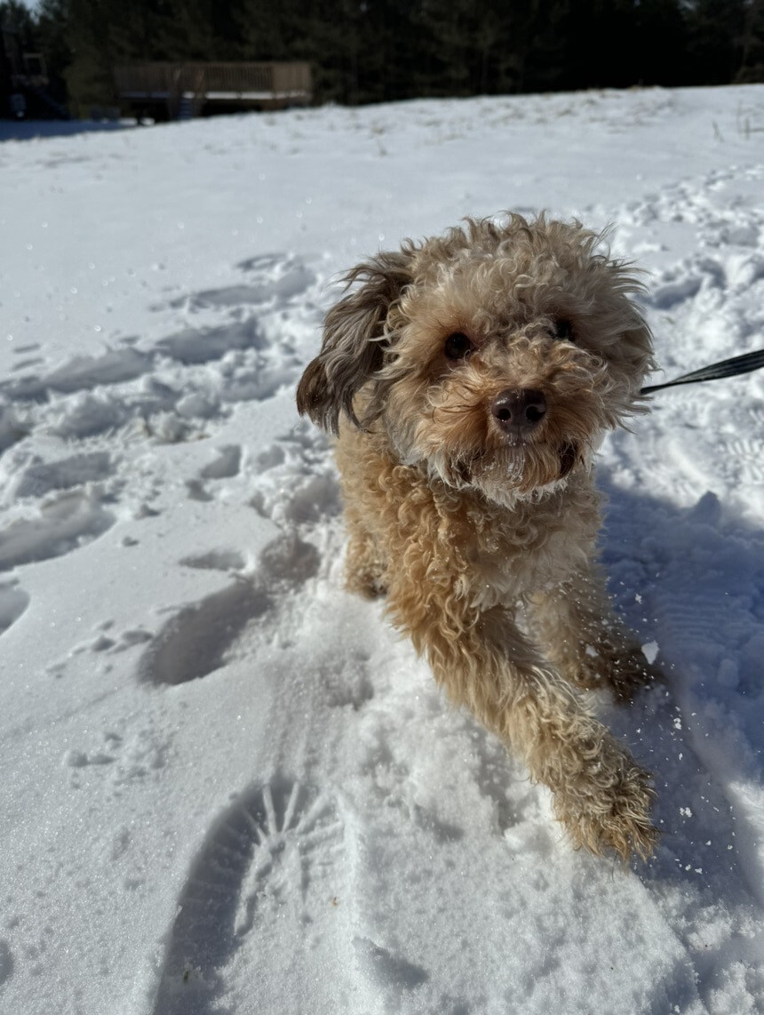 Caniche dans la neige