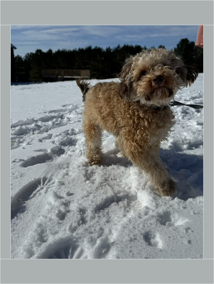 Caniche dans la neige