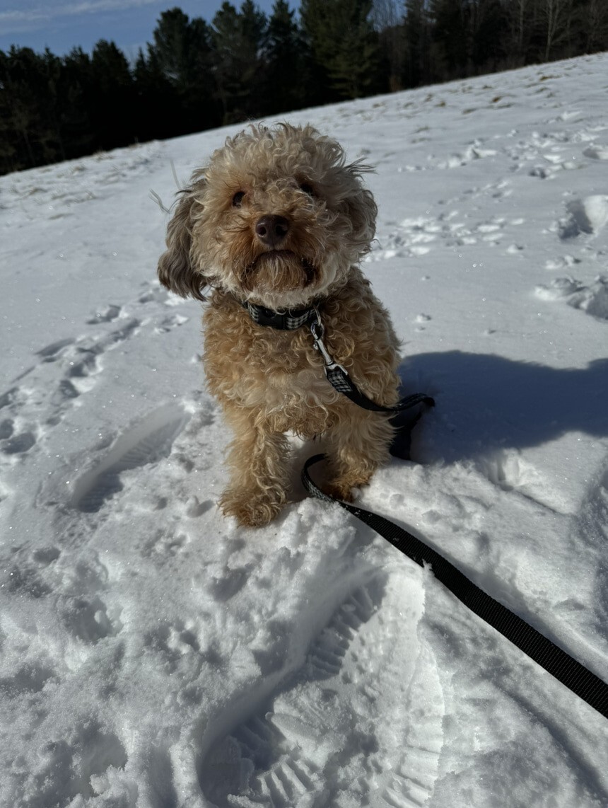 Caniche dans la neige