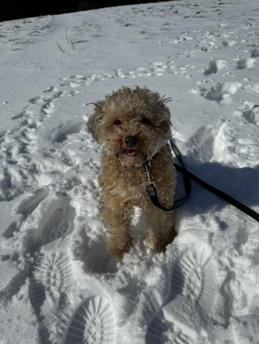 Caniche dans la neige