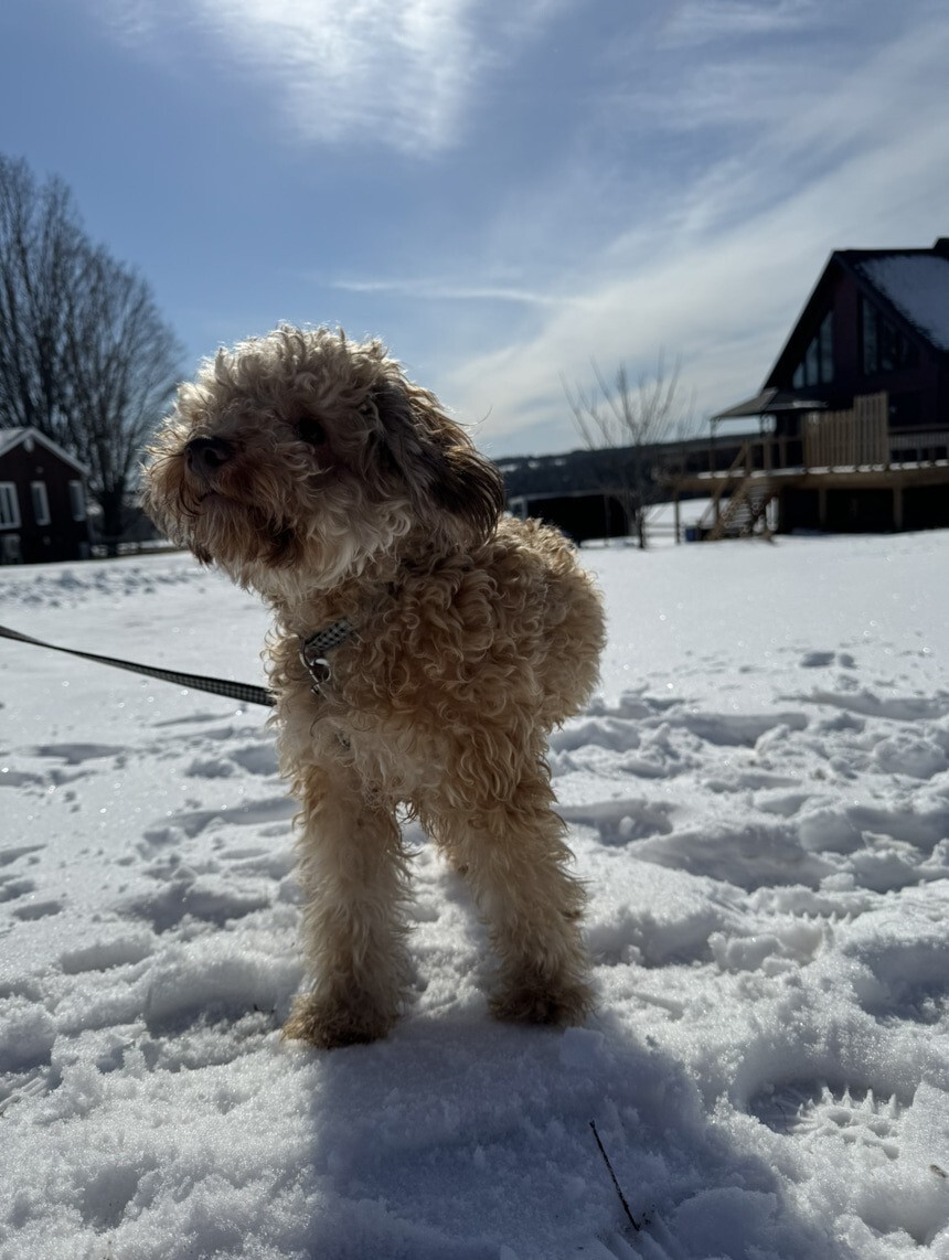 Caniche dans la neige