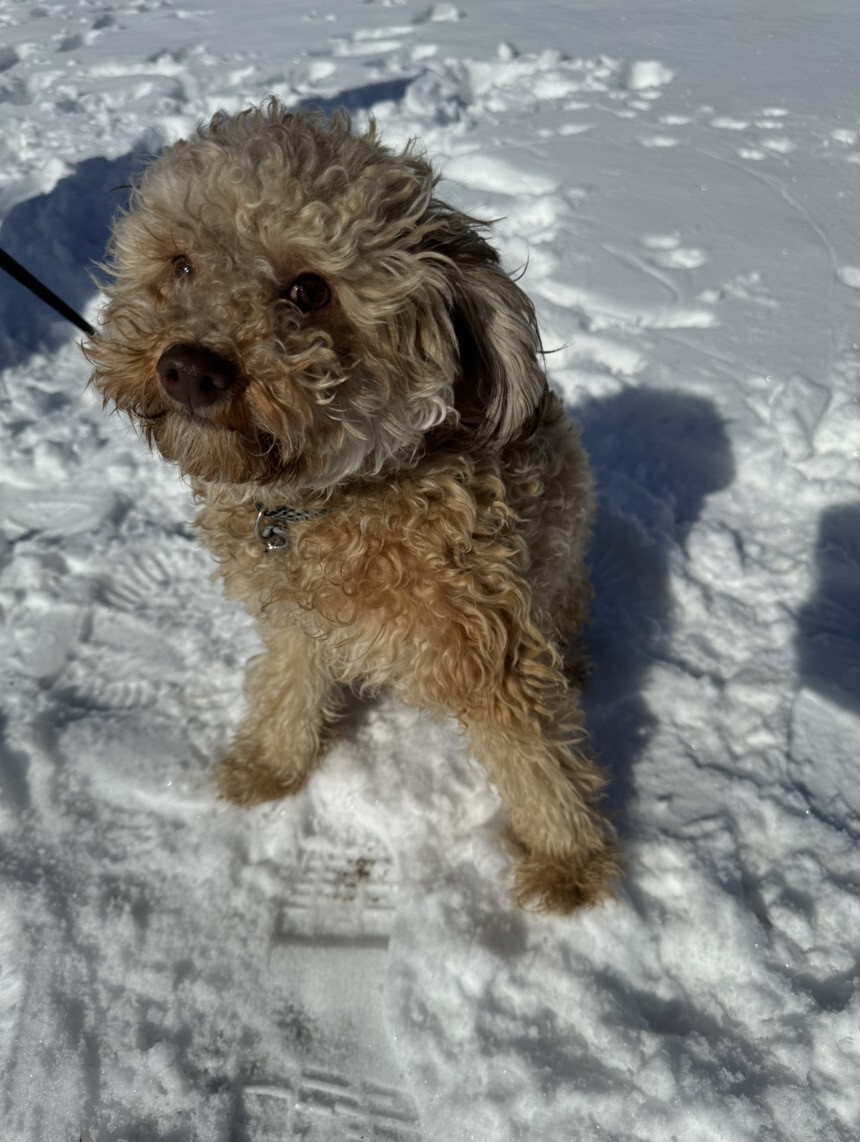 Caniche dans la neige