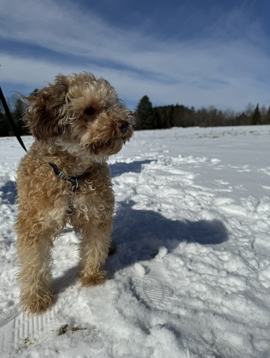 Caniche dans la neige