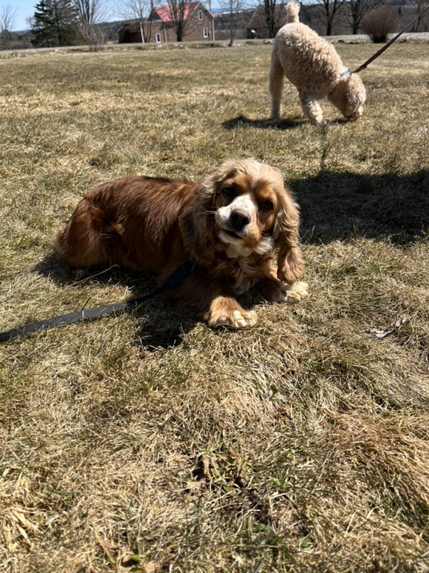 Cocker Roux dans l'herbe