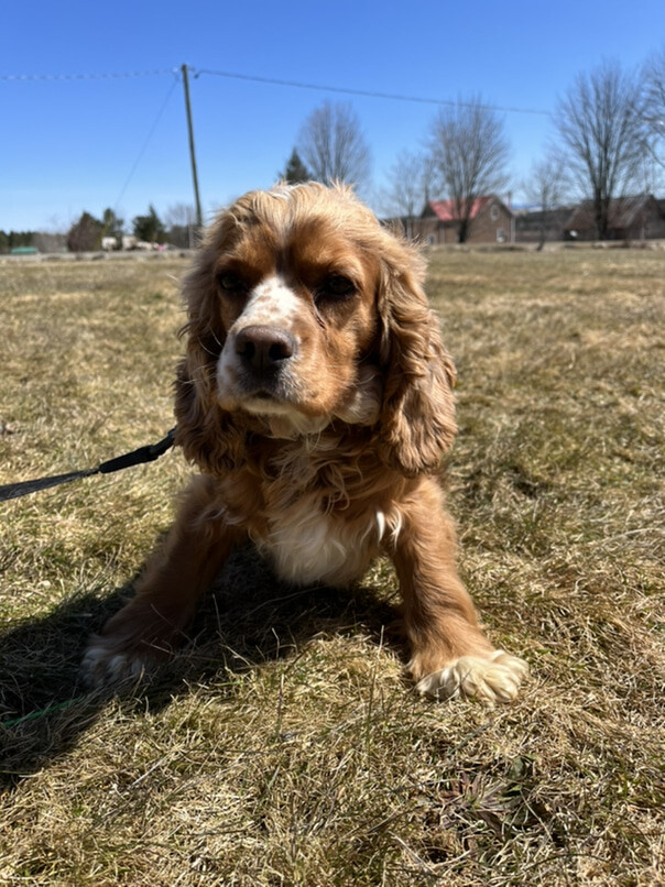 Cocker Roux dans l'herbe