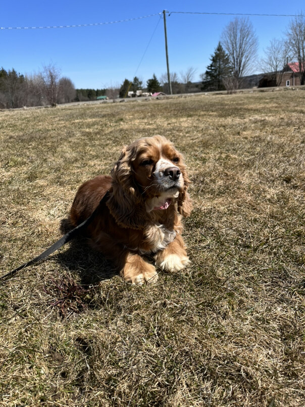 Cocker Roux dans l'herbe