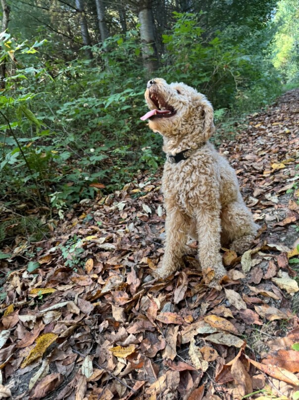 Cockapoo roux dans la forest