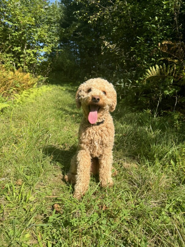 Cockapoo roux dans la forest