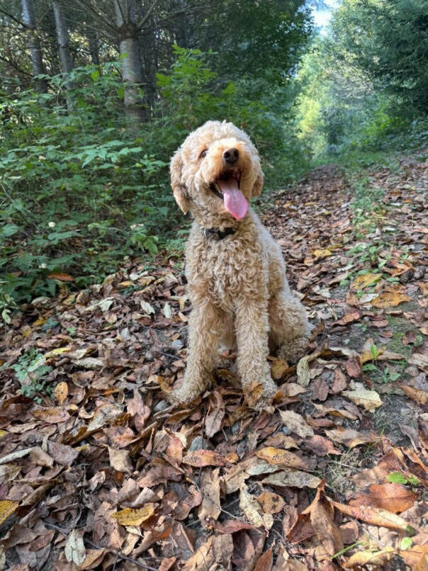 Cockapoo roux dans la forest