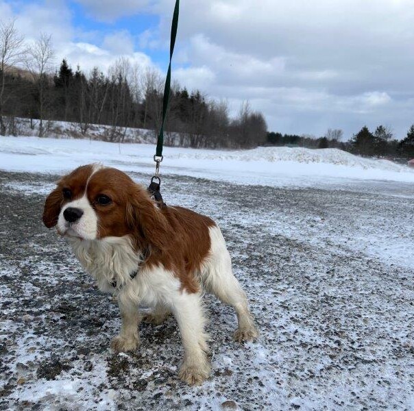 Cavalier King Charles dans la neige