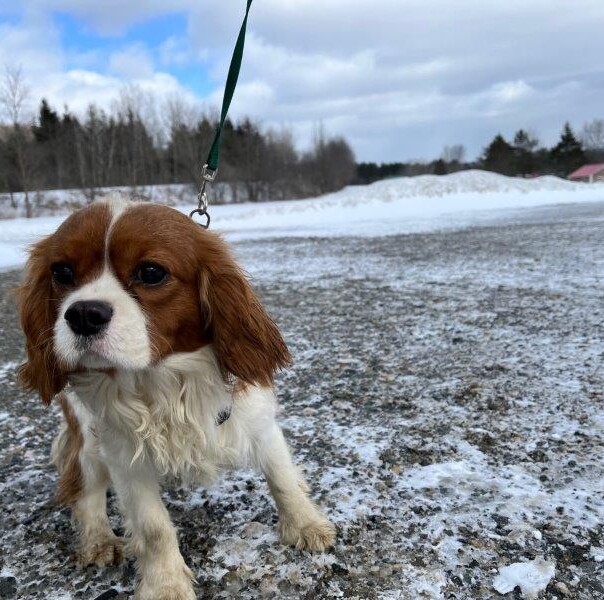 Cavalier King Charles dans la neige
