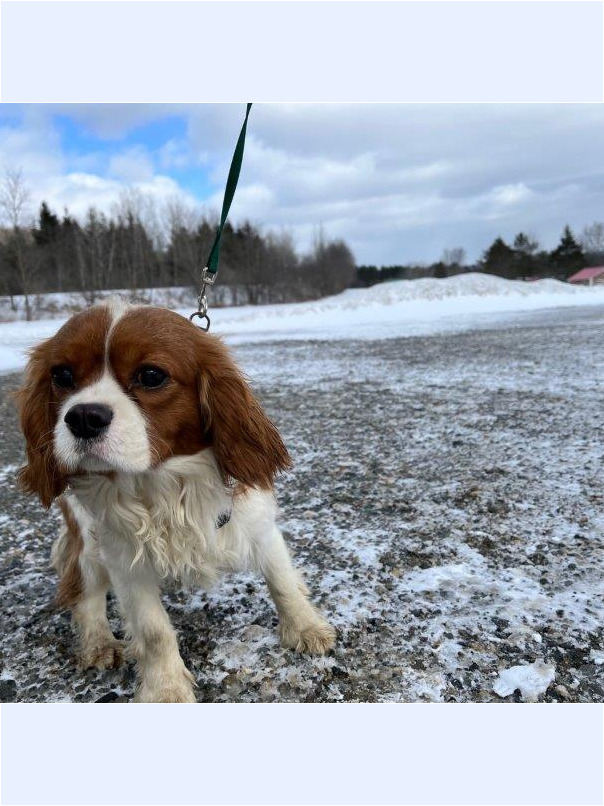 Cavalier King Charles dans la neige