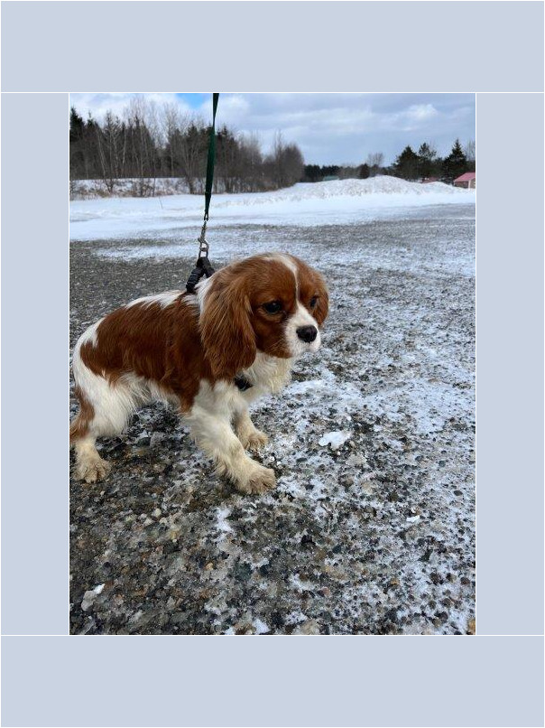 Cavalier King Charles dans la neige
