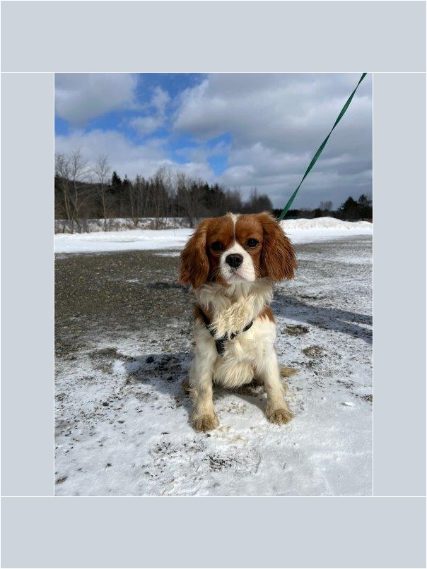 Cavalier King Charles dans la neige