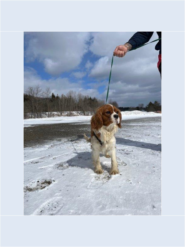 Cavalier King Charles dans la neige