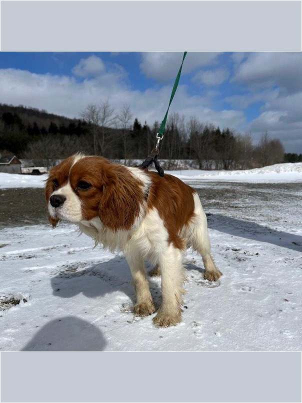 Cavalier King Charles dans la neige