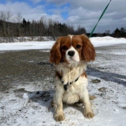 Cavalier King Charles dans la neige