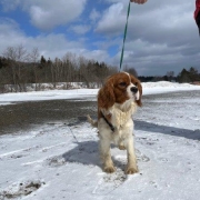 Cavalier King Charles dans la neige