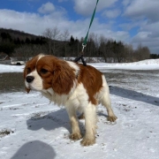 Cavalier King Charles dans la neige